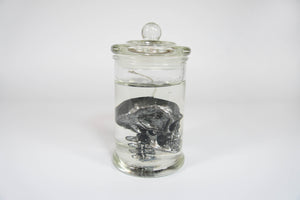 Skull in Jar Candle: Black / Scent: Mint + Fern