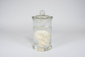 Halloween Decorate Candle Skull In Jar Candle: White / Scent: Mint + Fern