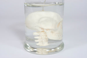 Halloween Decorate Candle Skull In Jar Candle: White / Scent: Mint + Fern