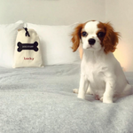 Dog Stuff